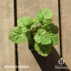 Loganberry -Australian Plants Online Sales apo loganberry tubestock top