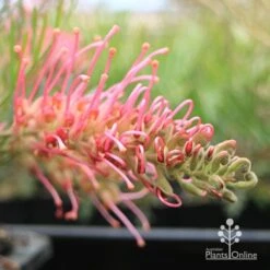 Grevillea Lollypops -Australian Plants Online Sales apo lollypops flower