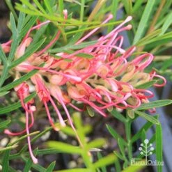 Grevillea Lollypops -Australian Plants Online Sales apo lollypops grevillea