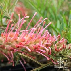 Grevillea Lollypops -Australian Plants Online Sales apo lollypops grevillea flower