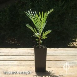 Grevillea Lollypops -Australian Plants Online Sales apo lollypops grevillea tubestock