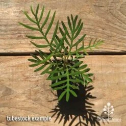 Grevillea Lollypops -Australian Plants Online Sales apo lollypops grevillea tubestock top