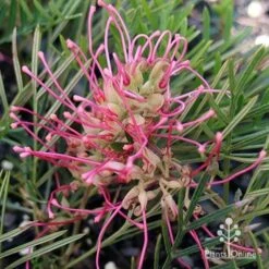 Grevillea Lollypops -Australian Plants Online Sales apo lollypops open