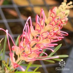 Grevillea Lollypops -Australian Plants Online Sales apo lollypops opening