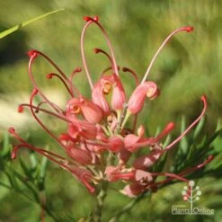 Grevillea Loopy Lou -Australian Plants Online Sales apo loopy lou grevillea bud