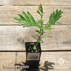 Grevillea Loopy Lou -Australian Plants Online Sales apo loopy lou tubestock top