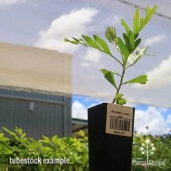 Grevillea Loopy Lou -Australian Plants Online Sales apo loopy lou tubestock2