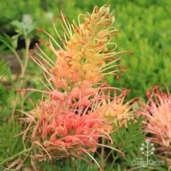 Grevillea Loopy Lou -Australian Plants Online Sales apo loopylou flowers