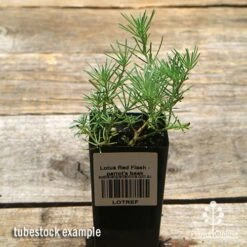 Lotus Red Flash - Parrot's Beak -Australian Plants Online Sales apo lotus tubestock top