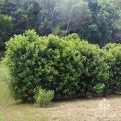 Tristaniopsis Luscious - Water Gum -Australian Plants Online Sales apo luscious hedcge