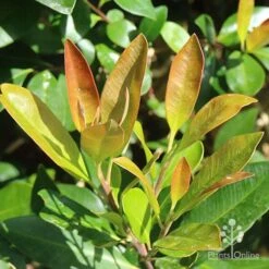 Tristaniopsis Luscious - Water Gum -Australian Plants Online Sales apo luscious new winter leaf
