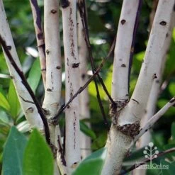 Tristaniopsis Luscious - Water Gum -Australian Plants Online Sales apo luscious trunks