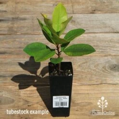 Tristaniopsis Luscious - Water Gum -Australian Plants Online Sales apo luscious tubestock