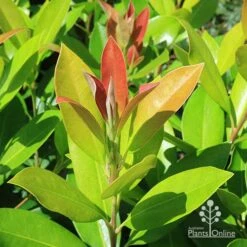 Tristaniopsis Luscious - Water Gum -Australian Plants Online Sales apo luscious water gum leaf colour