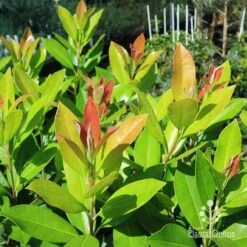 Tristaniopsis Luscious - Water Gum -Australian Plants Online Sales apo luscious water gum leaf colours