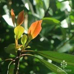 Tristaniopsis Luscious - Water Gum -Australian Plants Online Sales apo luscious winter leaf backlit