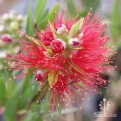 Callistemon Macarthur 26 Callistemon Macarthur -Australian Plants Online Sales apo macarthur callistemon