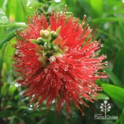 Callistemon Macarthur 28 Callistemon Macarthur -Australian Plants Online Sales apo macarthur callistemon flower