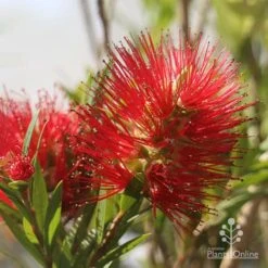 Callistemon Macarthur 22 Callistemon Macarthur -Australian Plants Online Sales apo macarthur flower and bud