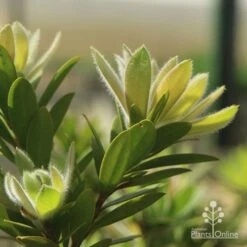 Callistemon Macarthur 19 Callistemon Macarthur -Australian Plants Online Sales apo macarthur fluffy new leaf