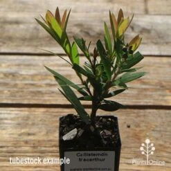 Callistemon Macarthur 18 Callistemon Macarthur -Australian Plants Online Sales apo macarthur tubestock