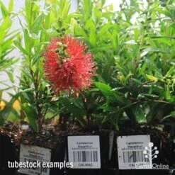 Callistemon Macarthur 29 Callistemon Macarthur -Australian Plants Online Sales apo macarthur tubestock in flower