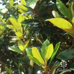 Magnolia Little Gem 21 Magnolia Little Gem -Australian Plants Online Sales apo magnolia little gem backlit