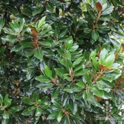 Magnolia Little Gem 19 Magnolia Little Gem -Australian Plants Online Sales apo magnolia little gem hedge
