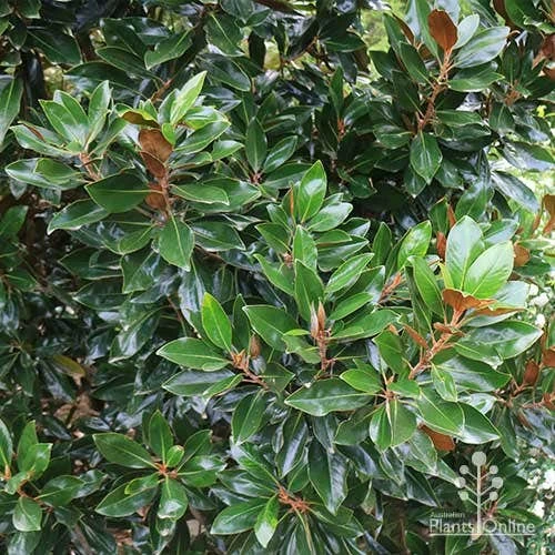 Magnolia Little Gem 8 Magnolia Little Gem - Image 6