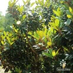 Magnolia Little Gem 25 Magnolia Little Gem -Australian Plants Online Sales apo magnolia little gem spring leaves