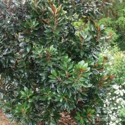 Magnolia Little Gem 20 Magnolia Little Gem -Australian Plants Online Sales apo magnolia little gem tree