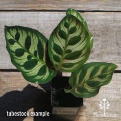Calathea Makoyana - Peacock Plant -Australian Plants Online Sales apo makoyana tubestock top