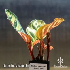 Calathea Makoyana - Peacock Plant -Australian Plants Online Sales apo makoyana tubestock 1