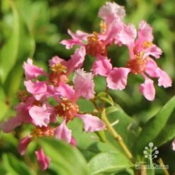 Australian Plants Online Sales -Australian Plants Online Sales apo malpighia flowers very close