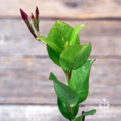 Mandevilla All Season Pink -Australian Plants Online Sales apo mandevilla all season pink tubestock2