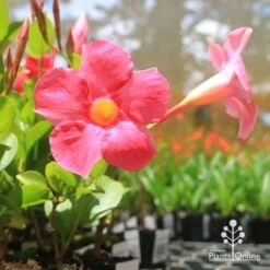 Mandevilla All Season Pink -Australian Plants Online Sales apo mandevilla asp2