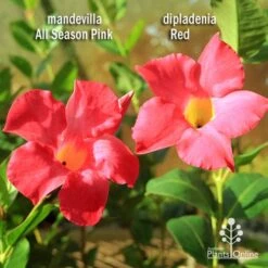 Mandevilla All Season Pink -Australian Plants Online Sales apo mandevilla dipladenia compare