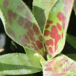 Mangave Mission To Mars - Succulent -Australian Plants Online Sales apo mangave mission to mars pattern