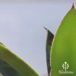 Mangave Mission To Mars - Succulent -Australian Plants Online Sales apo mangave mission to mars teeth