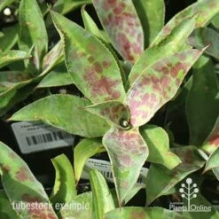 Mangave Mission To Mars - Succulent -Australian Plants Online Sales apo mangave mission to mars tubestock