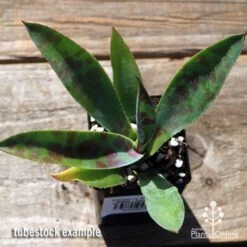 Mangave Mission To Mars - Succulent -Australian Plants Online Sales apo mangave mission to mars tubestock top