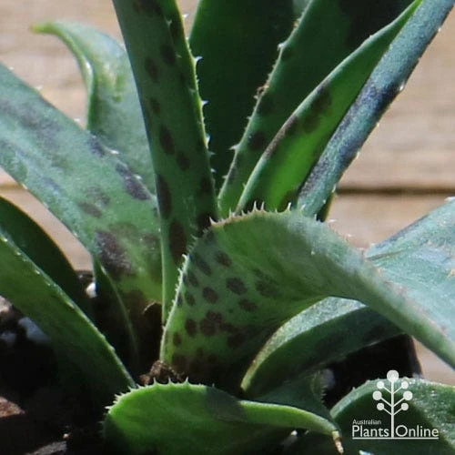 Mangave Pineapple Express - Succulent 7 Mangave Pineapple Express - Succulent - Image 5