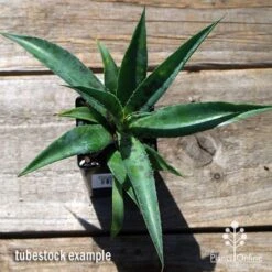Mangave Pineapple Express - Succulent 10 Mangave Pineapple Express - Succulent -Australian Plants Online Sales apo mangave pineapple express tubestock top