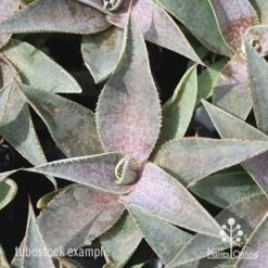 Mangave Purple People Eater - Succulent -Australian Plants Online Sales apo mangave purple people eater tubestock