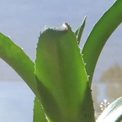 Mangave Red Wing - Succulent 13 Mangave Red Wing - Succulent -Australian Plants Online Sales apo mangave red wing teeth