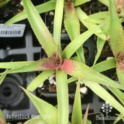 Mangave Red Wing - Succulent 10 Mangave Red Wing - Succulent -Australian Plants Online Sales apo mangave red wing tubestock