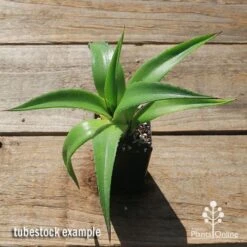 Mangave Red Wing - Succulent 12 Mangave Red Wing - Succulent -Australian Plants Online Sales apo mangave red wing tubestock top