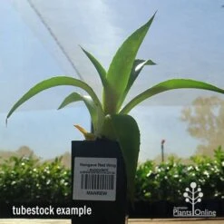 Mangave Red Wing - Succulent 11 Mangave Red Wing - Succulent -Australian Plants Online Sales apo mangave red wing tubestock 1