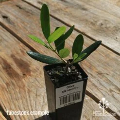 Olive Manzanillo -Australian Plants Online Sales apo manzanillo tubestock