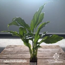 Spathiphyllum Maracay - Peace Lily -Australian Plants Online Sales apo maracay tubestock office